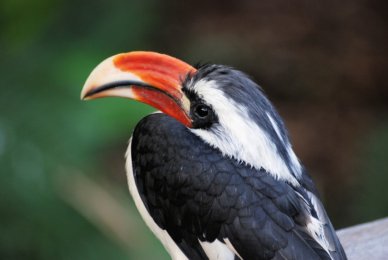 hornbill bird tropical free photo