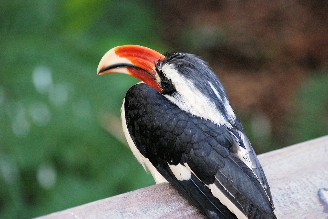 hornbill bird tropical free photo
