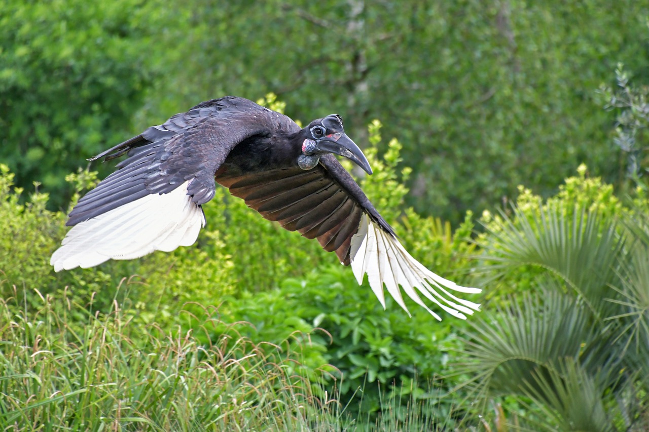 hornbill  bird  fly free photo