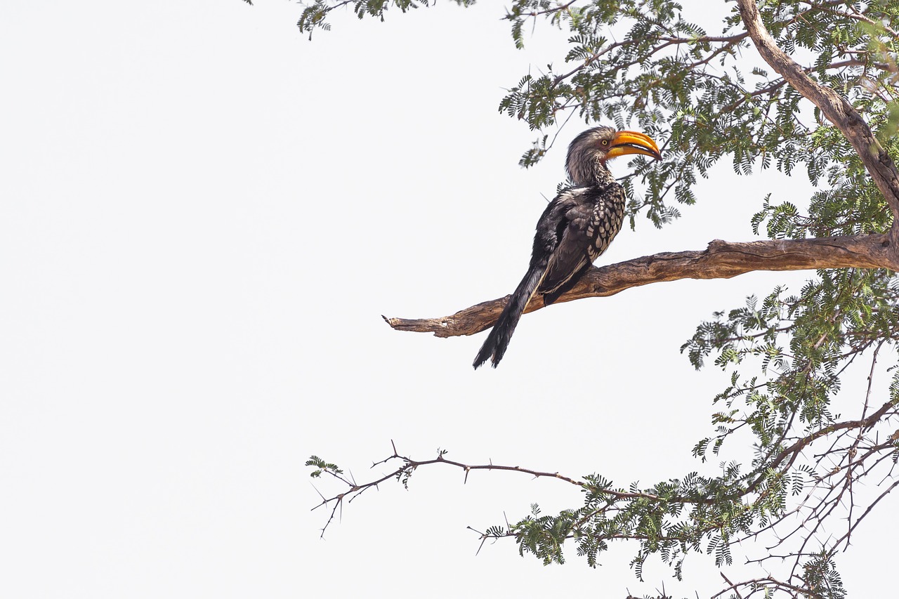 hornbill  bird  namibia free photo