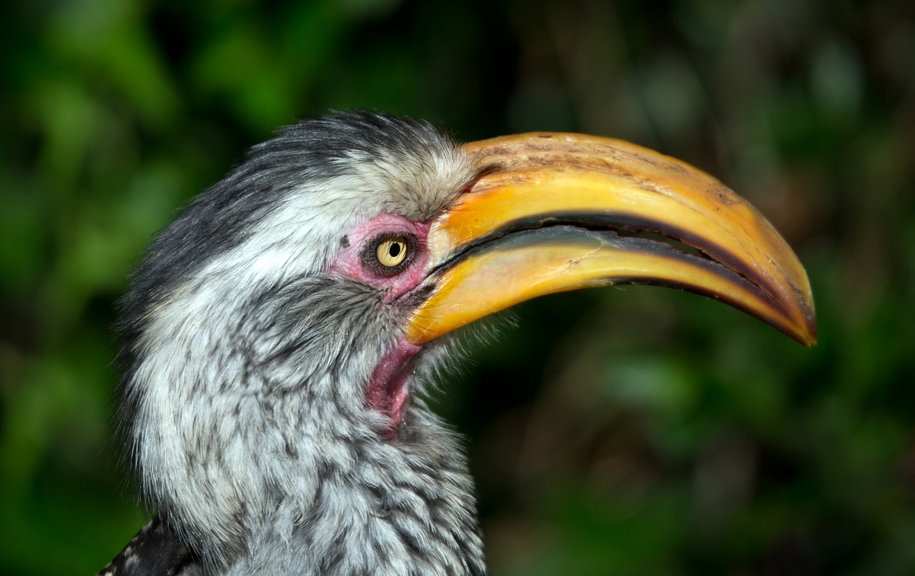 hornbill bird bill free photo