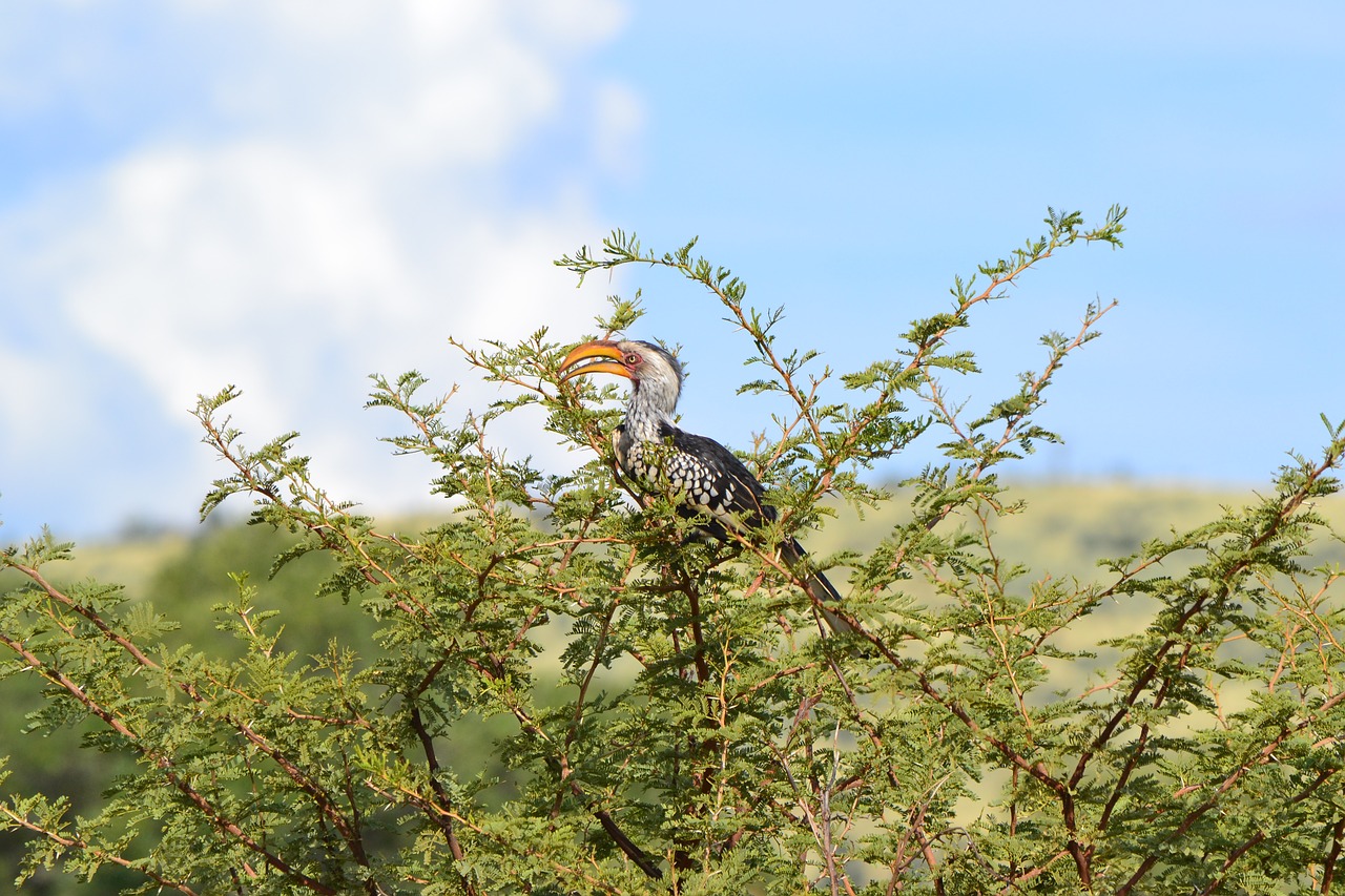 hornbill  bird  tree free photo