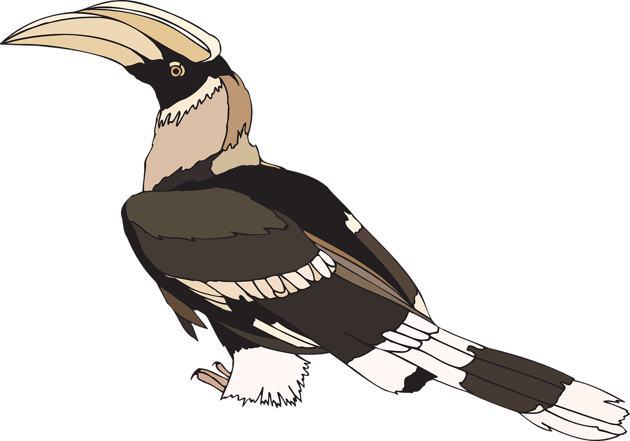 hornbill pied indian free photo