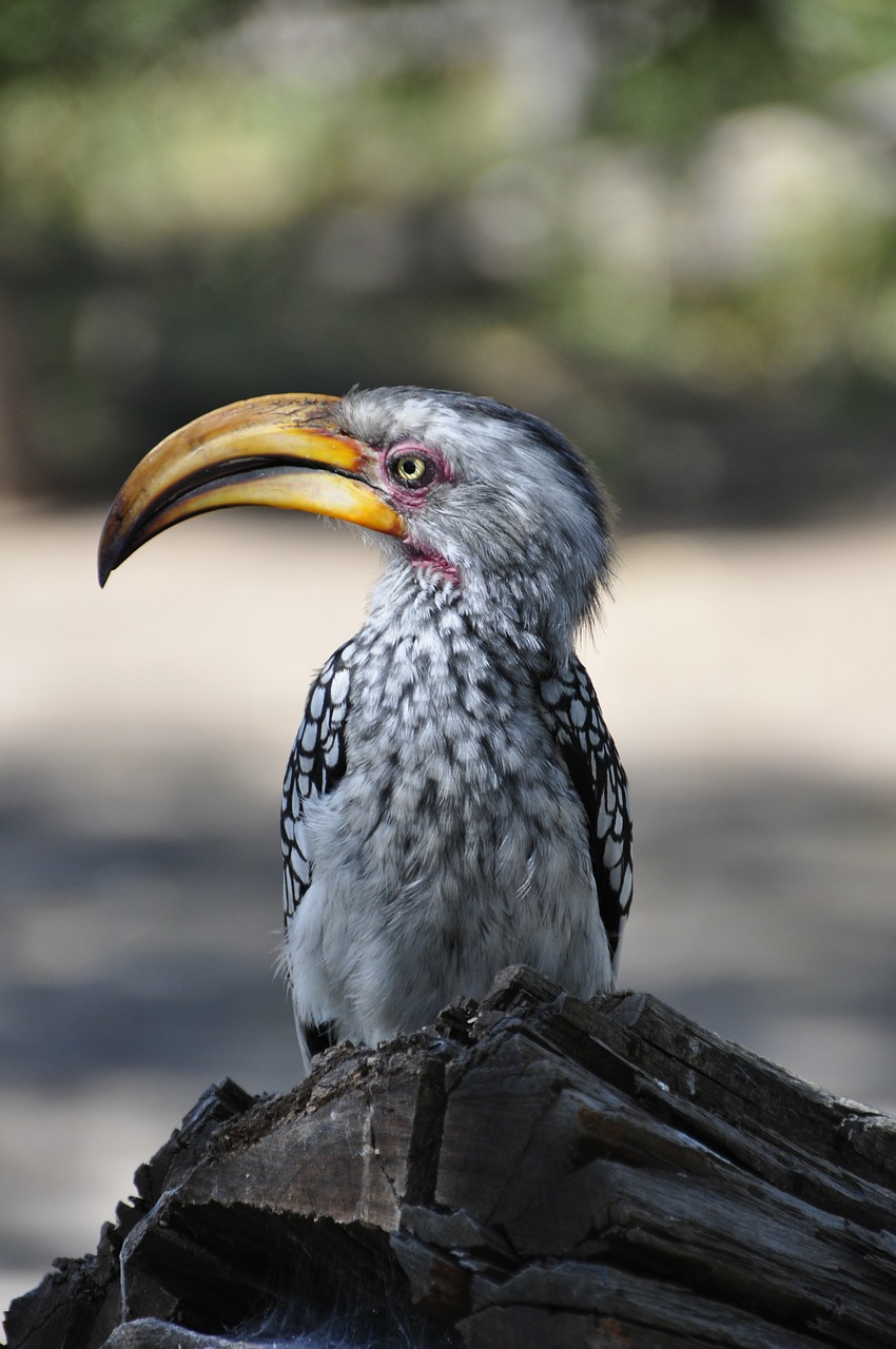 hornbill bird bill free photo