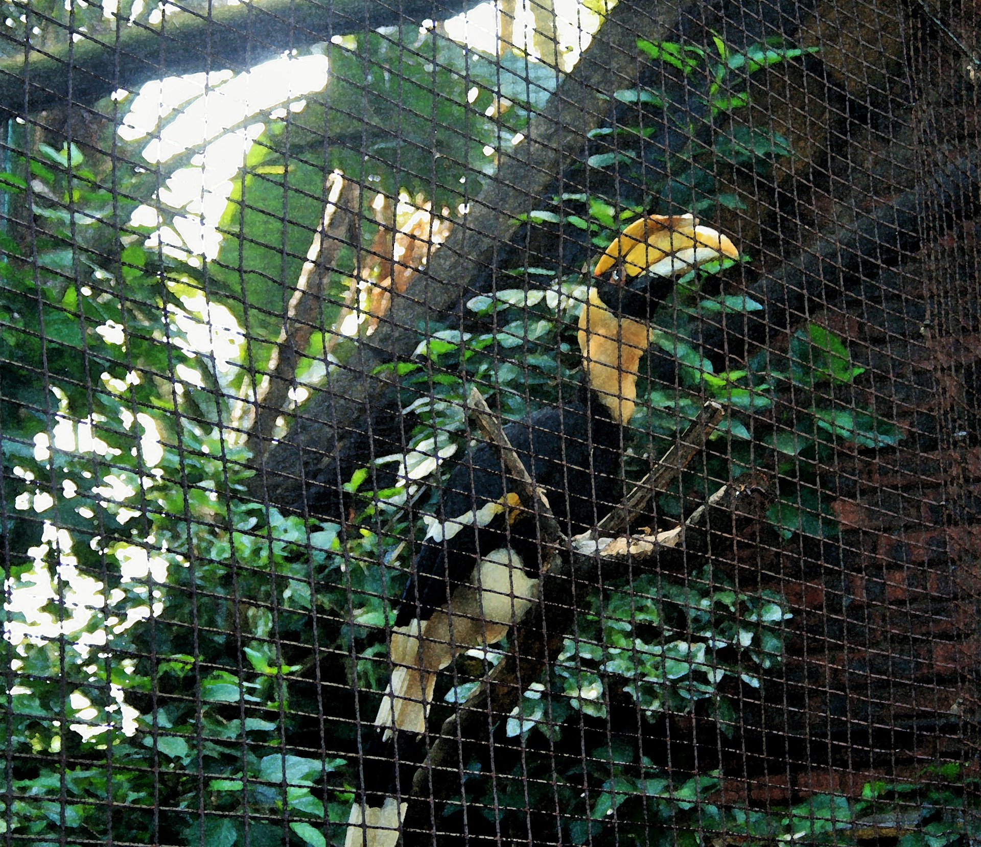bird indian large free photo