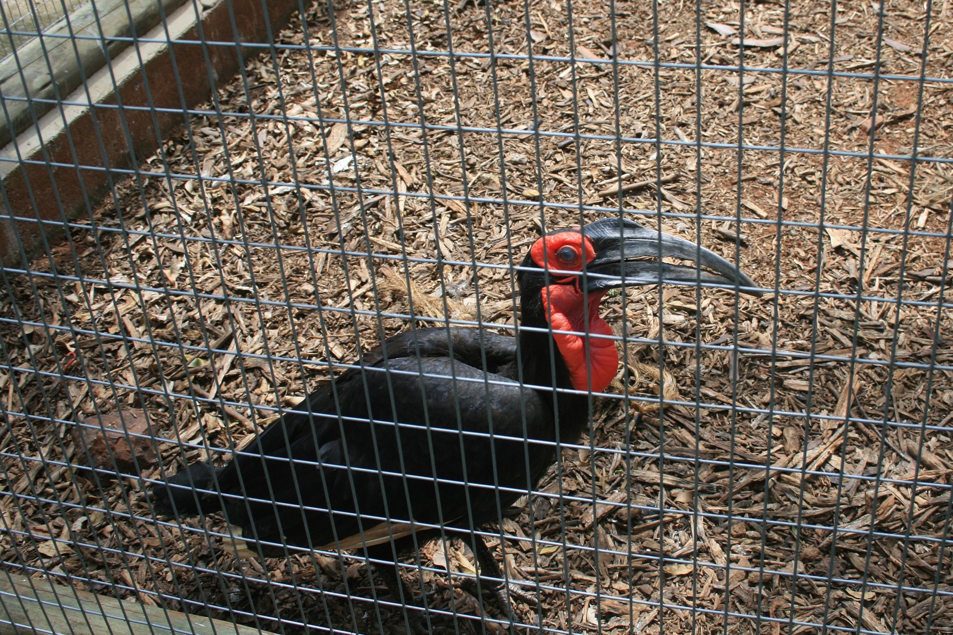 bird caged aviary free photo