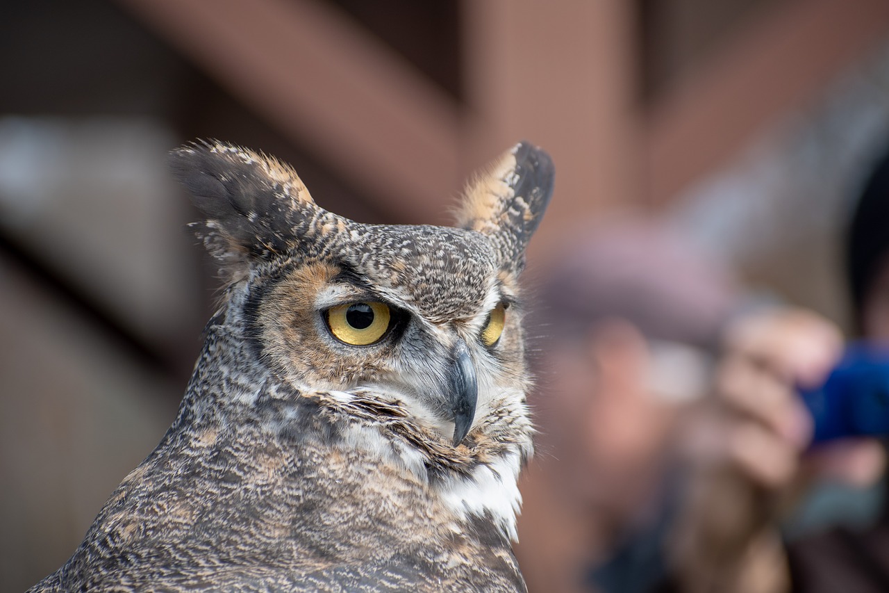 horned owl  owl  raptor free photo