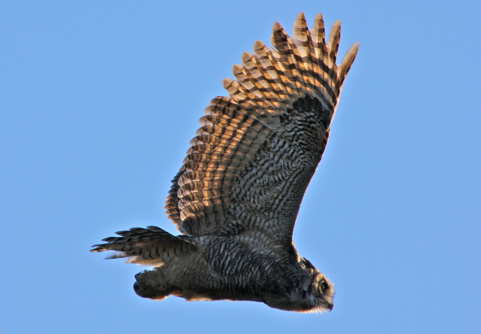 owl bird flying free photo