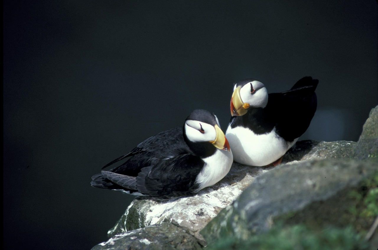 horned puffin seabird nesting rock free photo