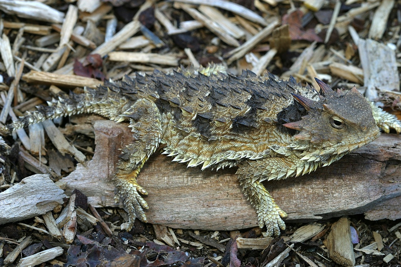 horned toad lizard camouflage free photo