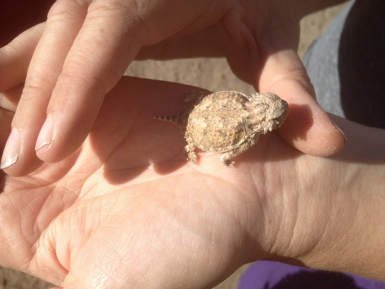 horned toad lizard baby free photo