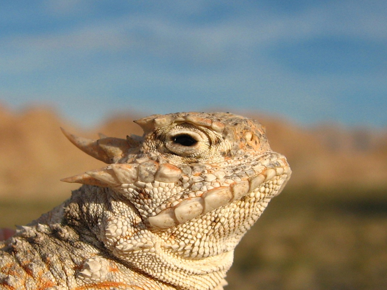 horned toad lizard camouflage free photo