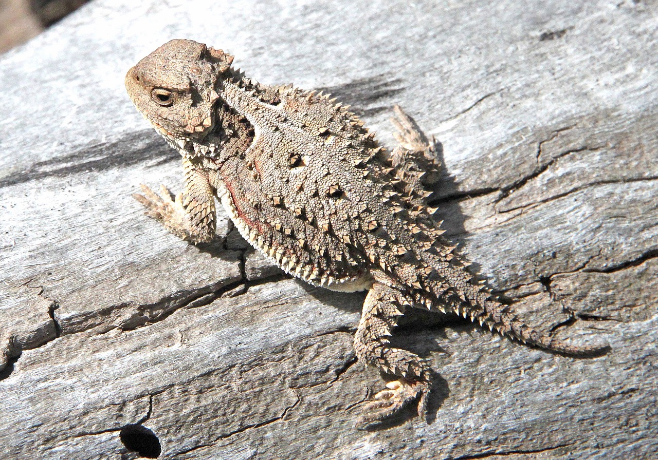horned toad lizard camouflage free photo