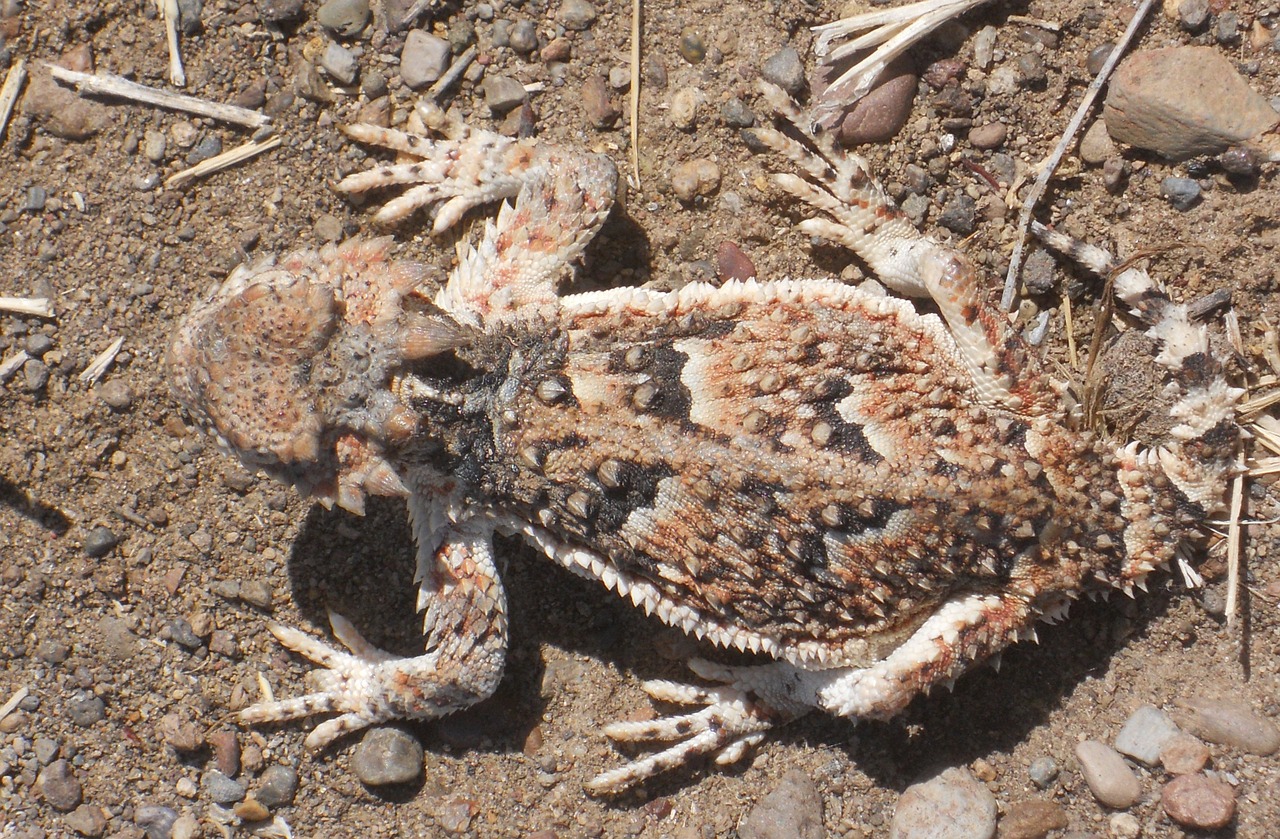 horned toad camouflage lizard free photo