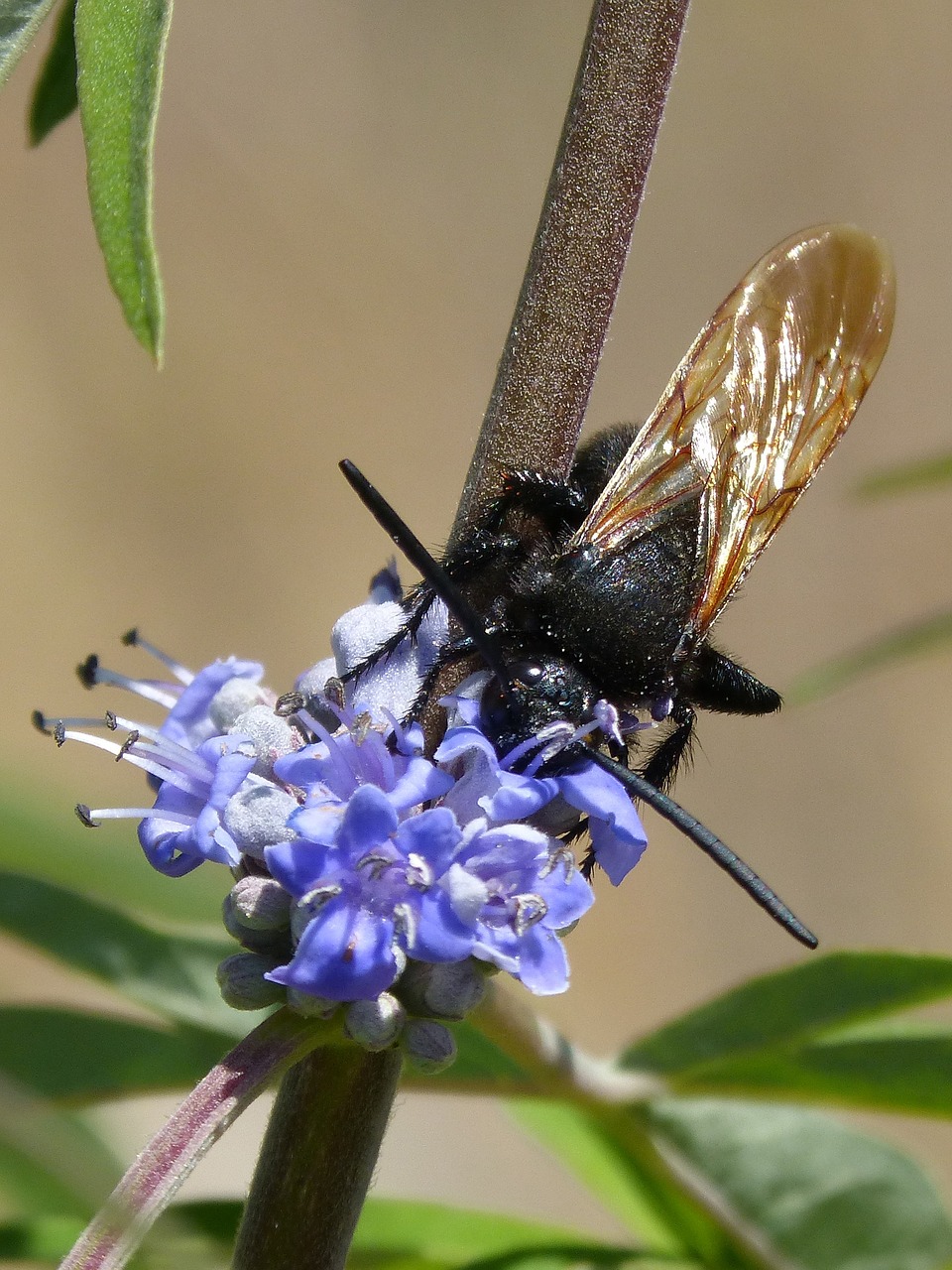 hornet megascolia maculata wild flower free photo