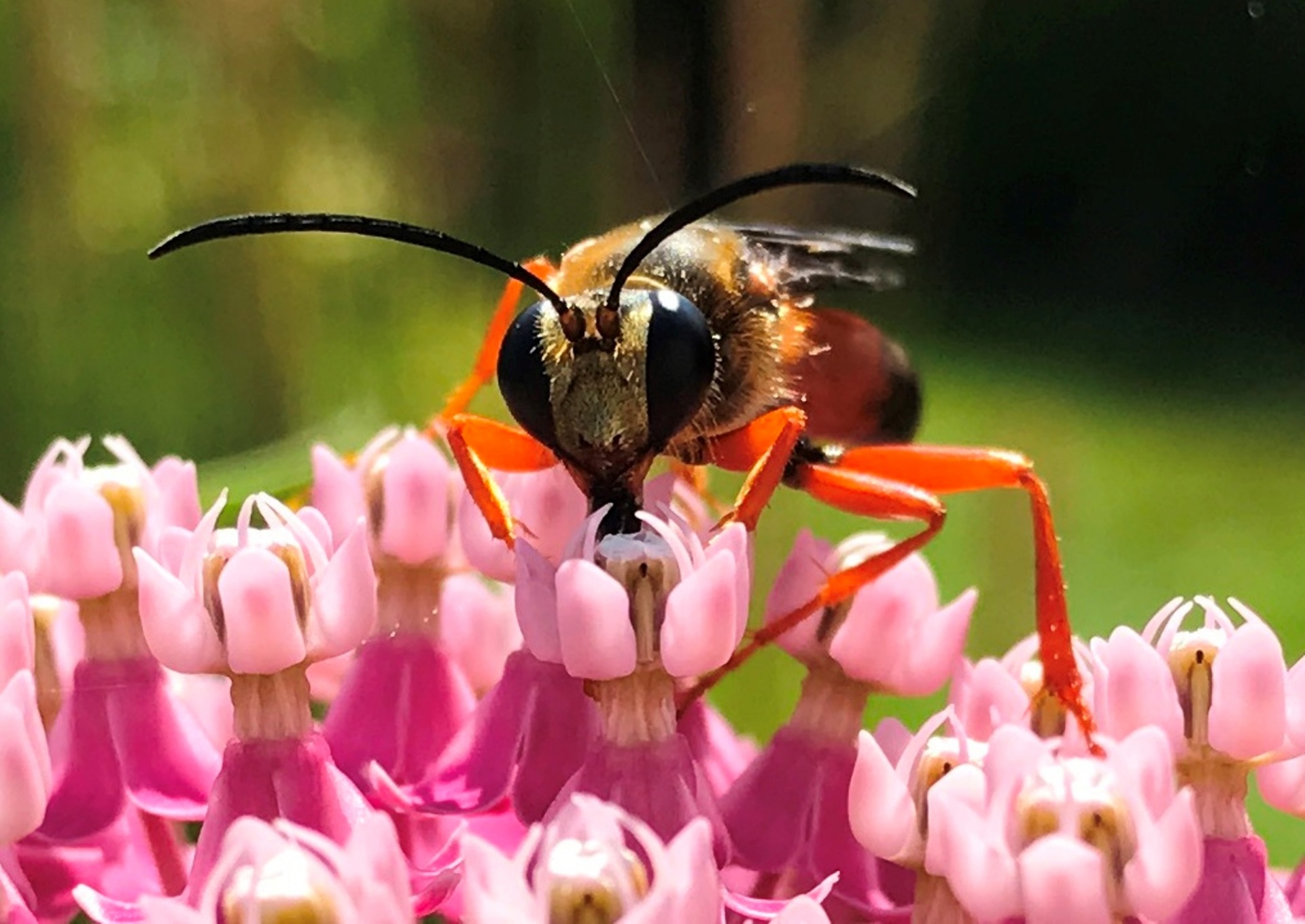 hornet wasp bee free photo