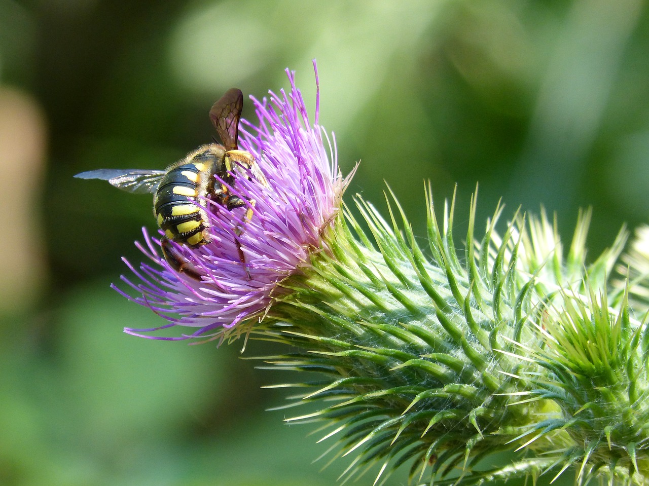 hornet thistle flower beauty free photo