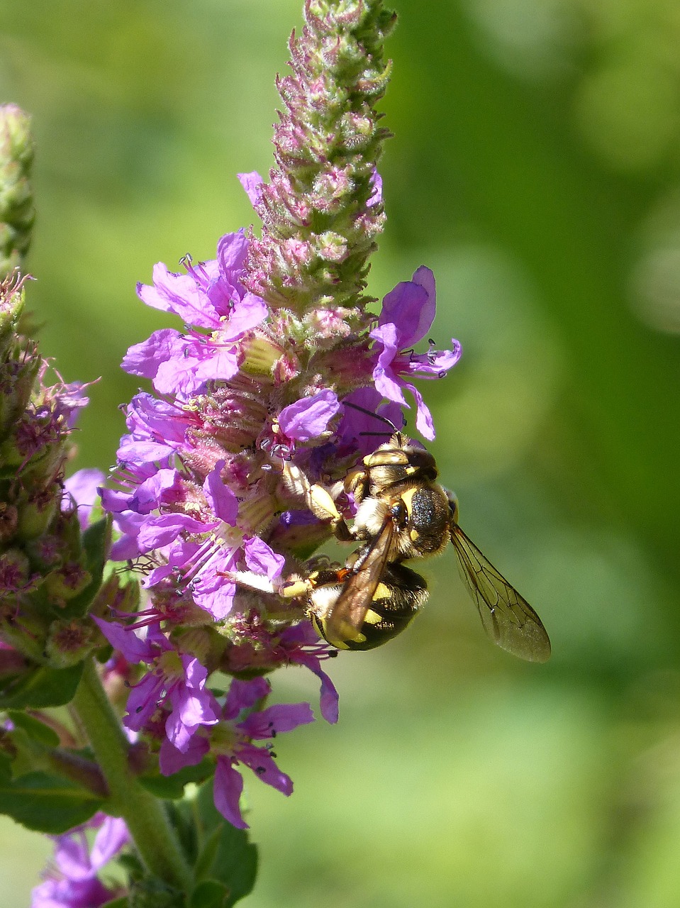 hornet flower libar free photo