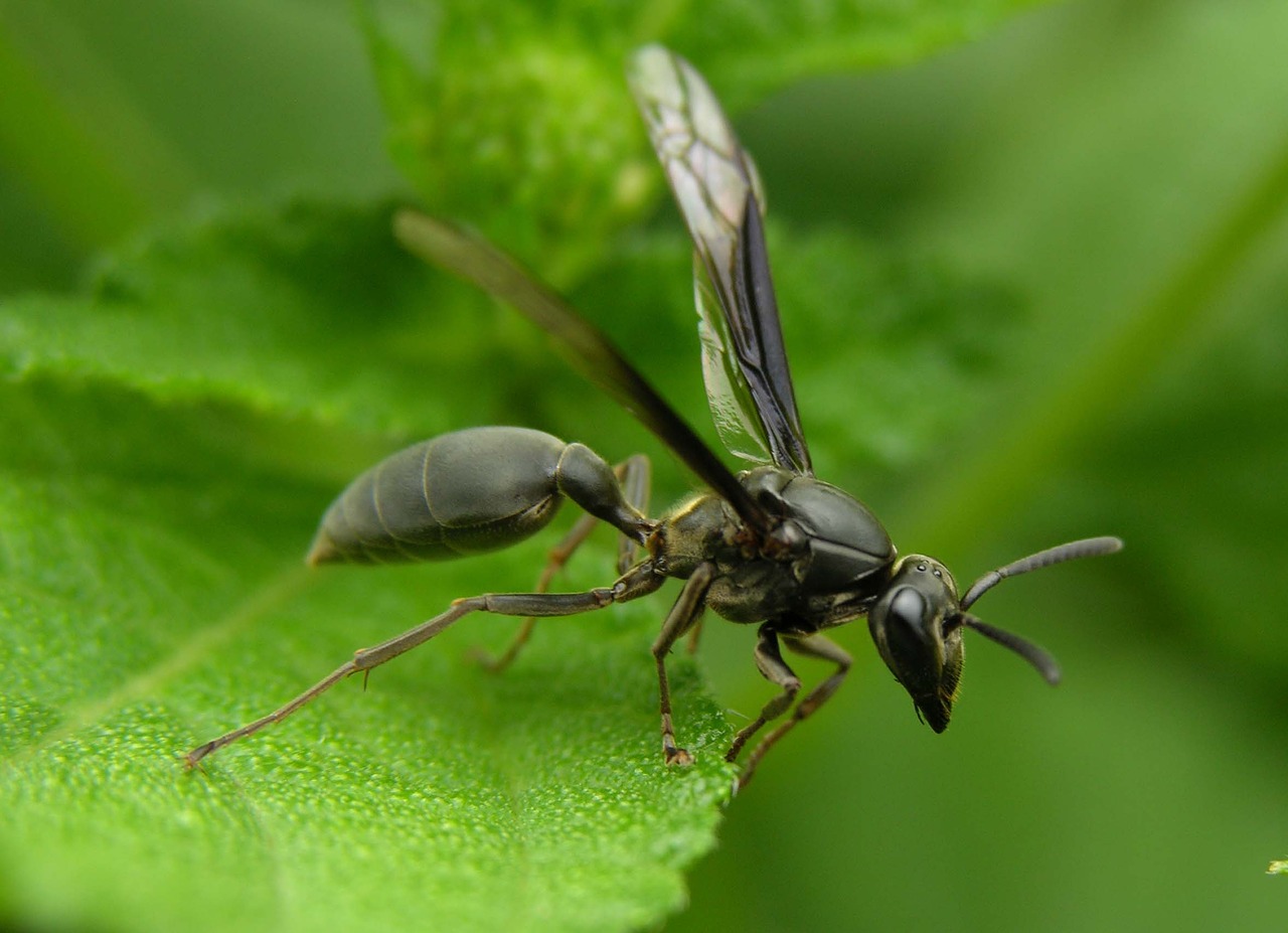 hornet pedro nunes green sheet free photo