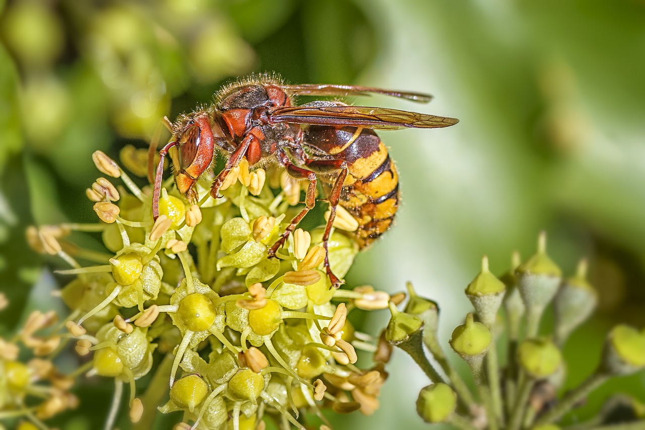 hornet insect ivy free photo