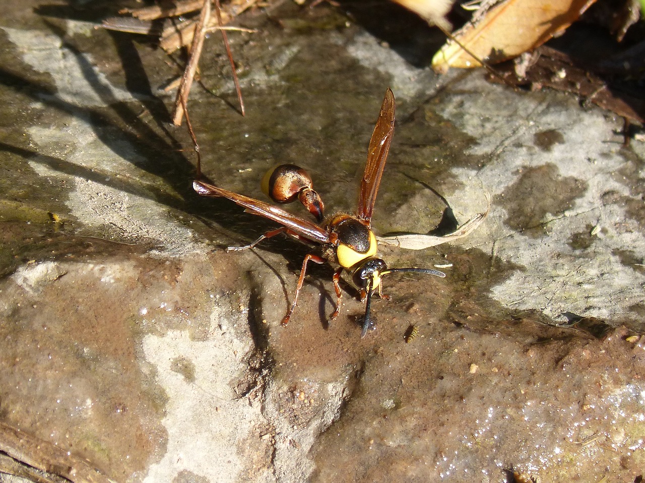 hornet wasp eumenes sp free photo
