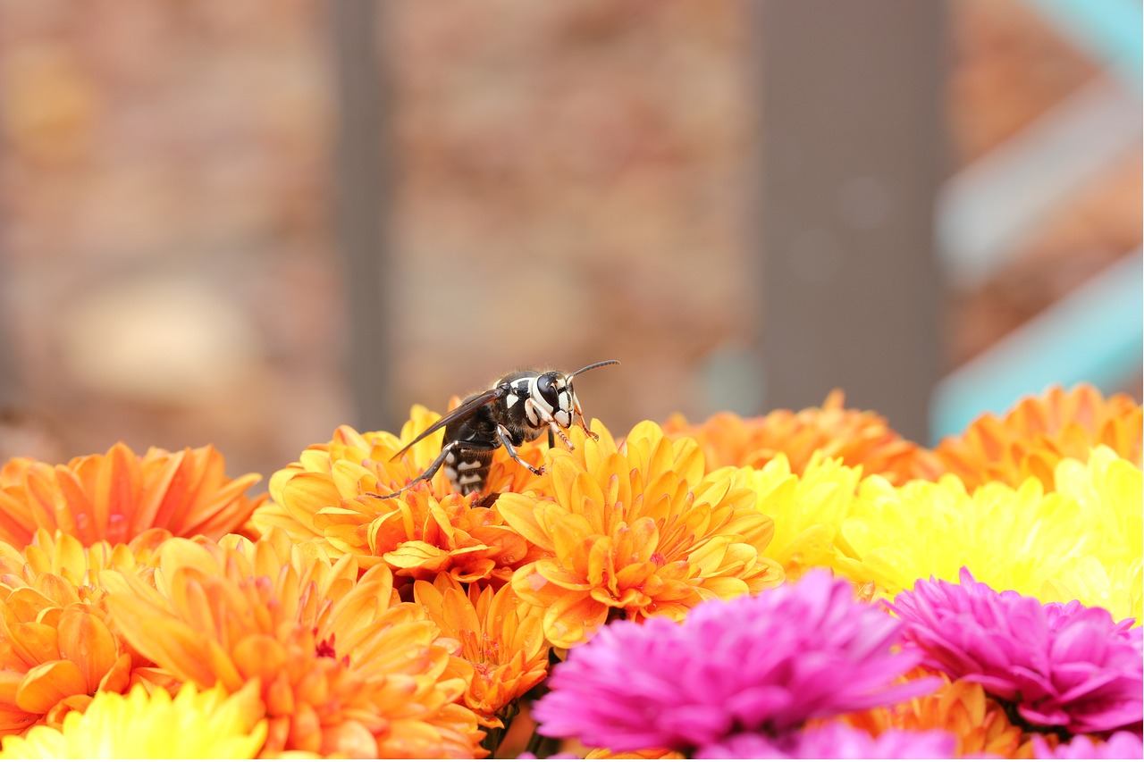 hornet bald-faced flower free photo