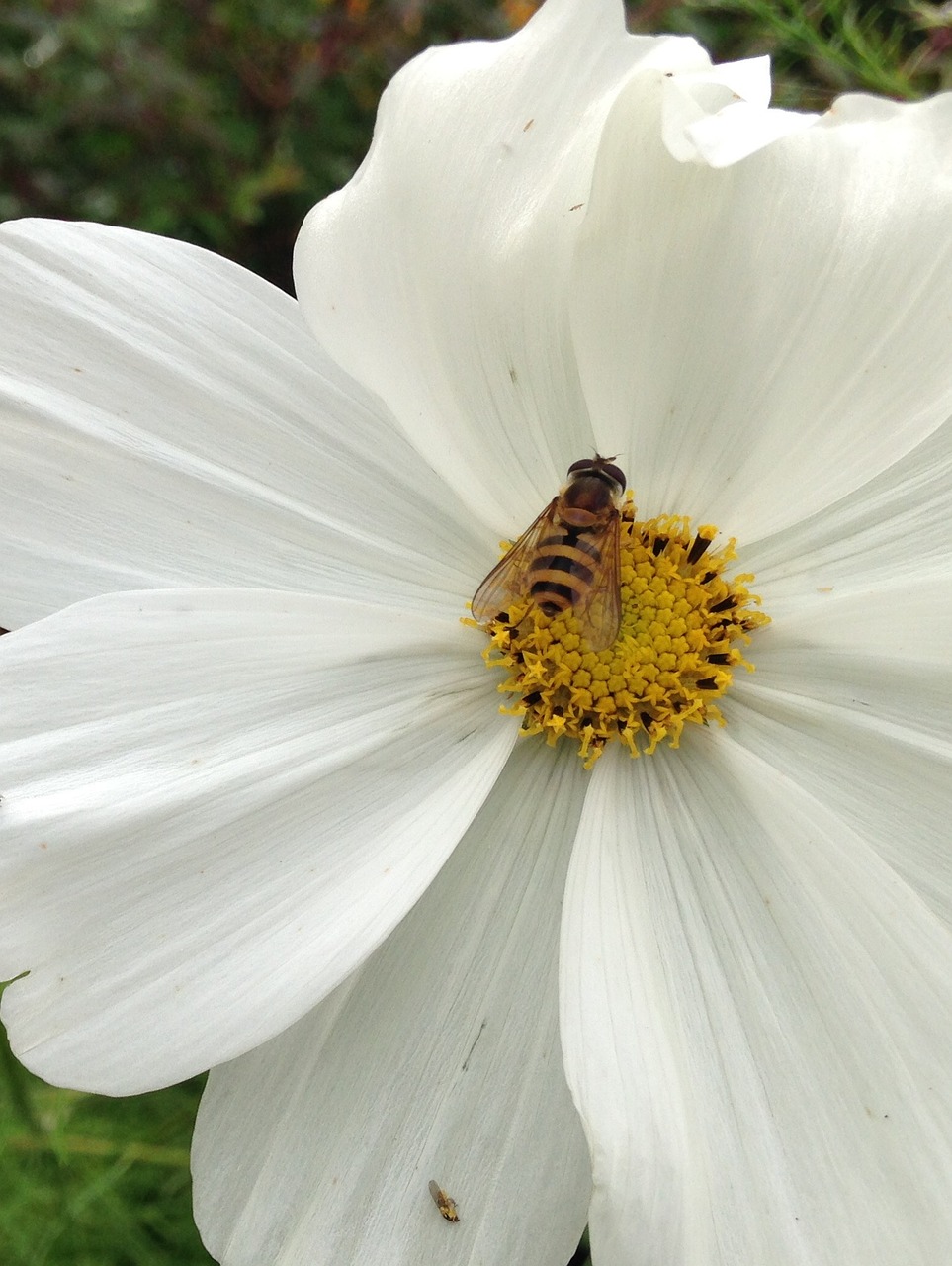 hornet flower gardens free photo