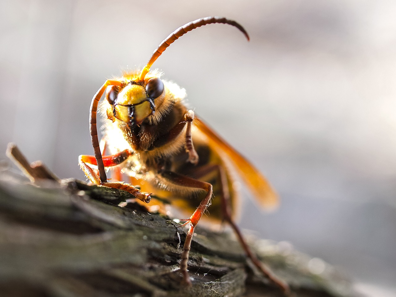 hornet insect nature free photo