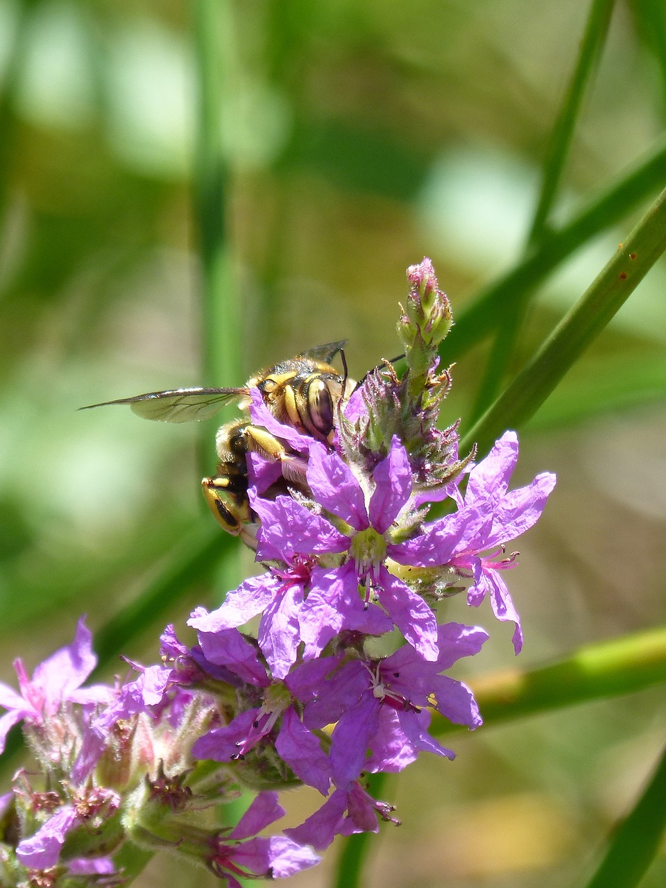 hornet flower libar free photo