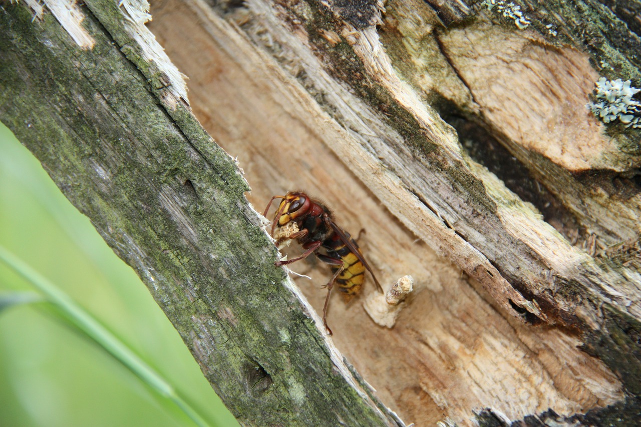 hornet wasp insect free photo