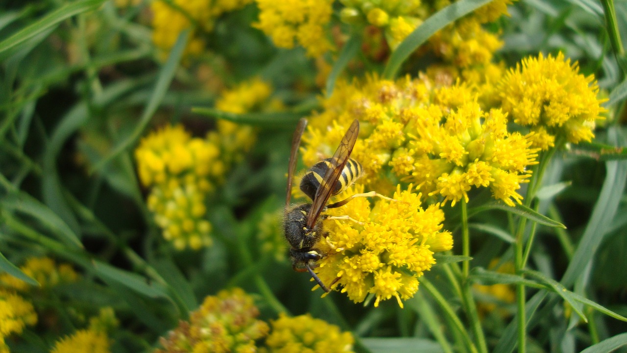 hornet eusocial wasp insect free photo