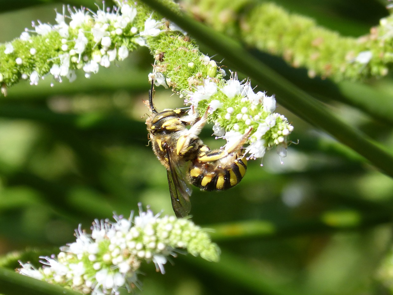 hornet flower libar free photo