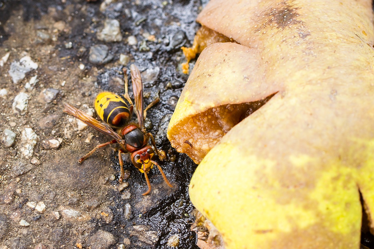 hornet food source insect free photo