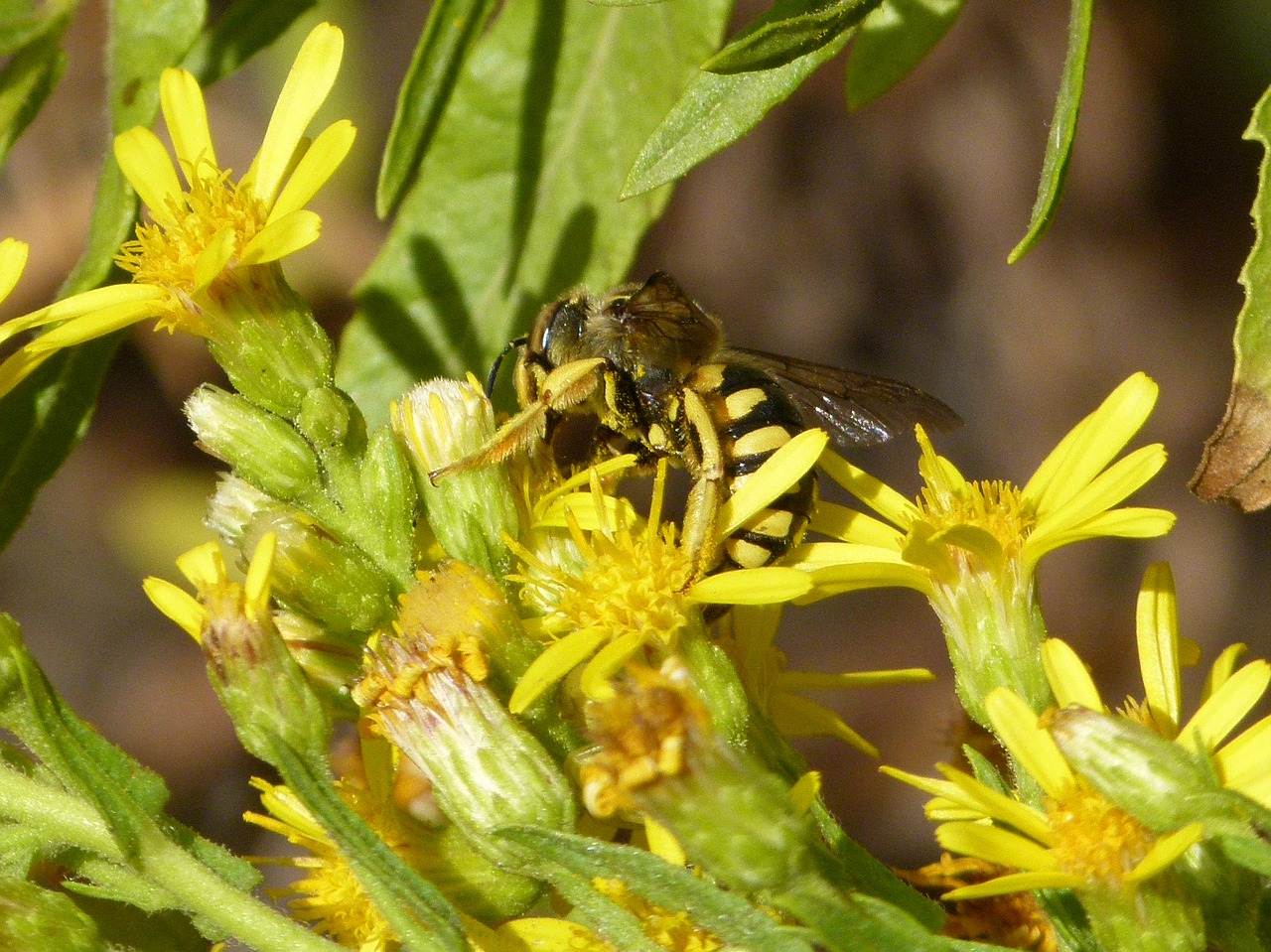 hornet wild flower libar free photo