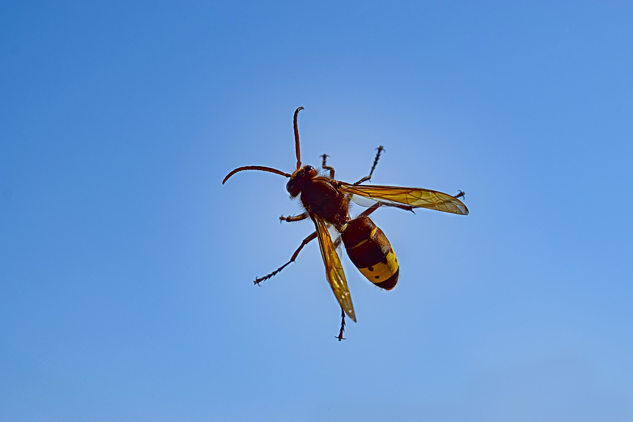 hornet insect sky free photo