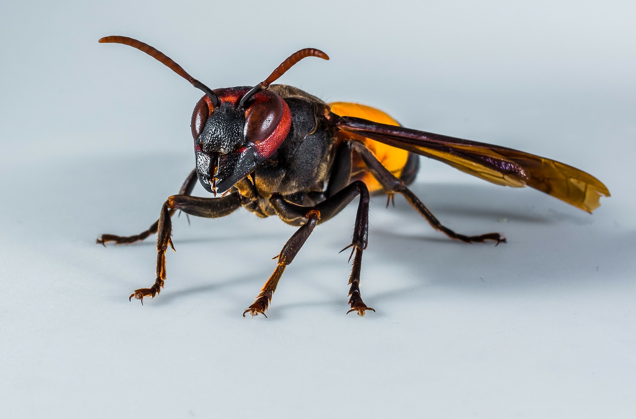 hornet wasp insect free photo