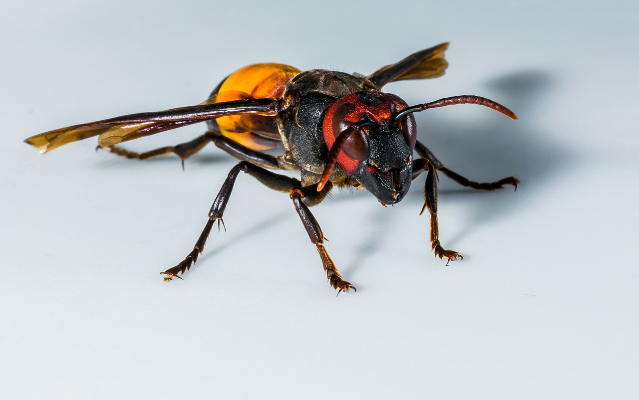 hornet wasp insect free photo