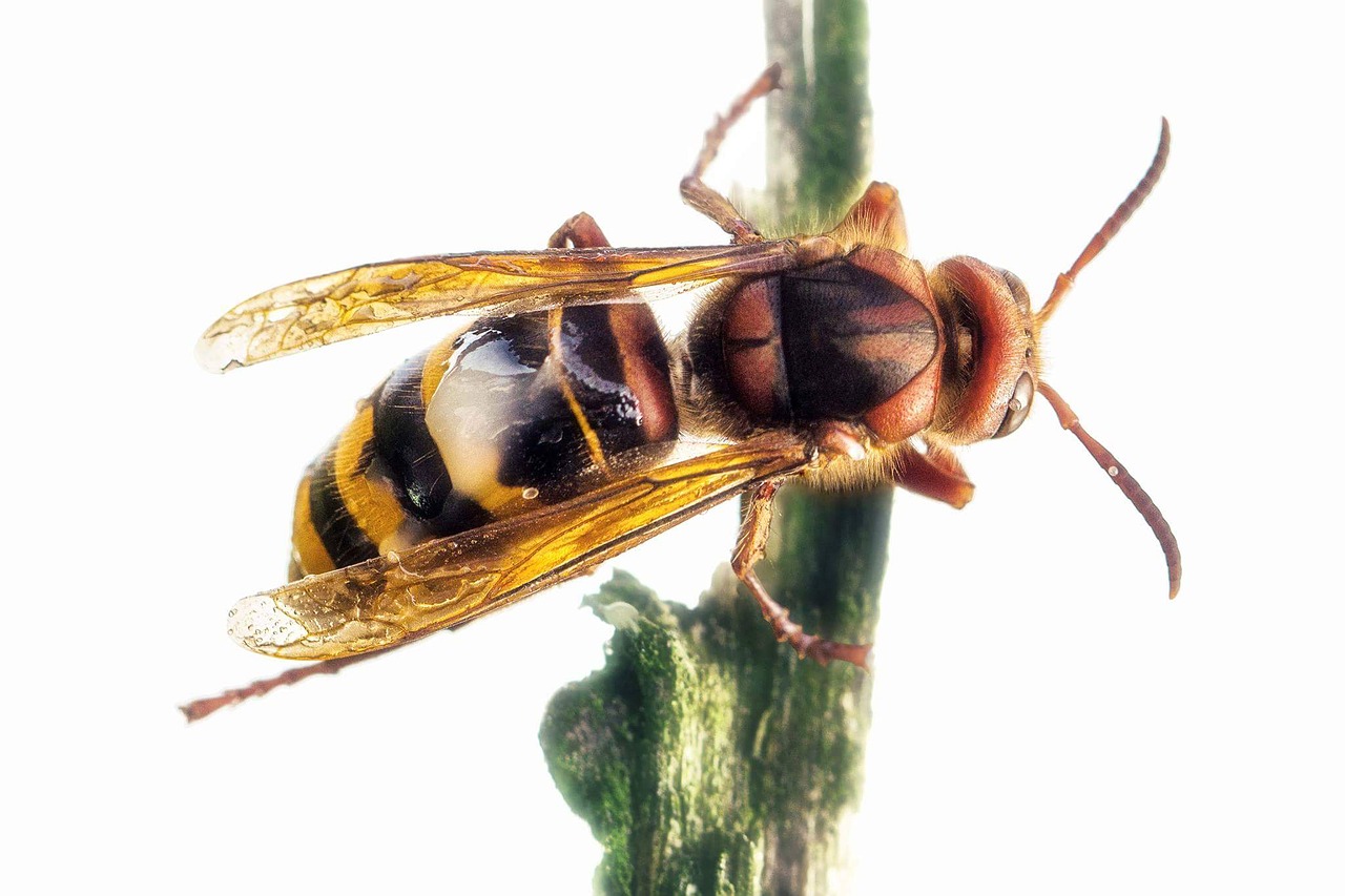 hornet queen insect free photo
