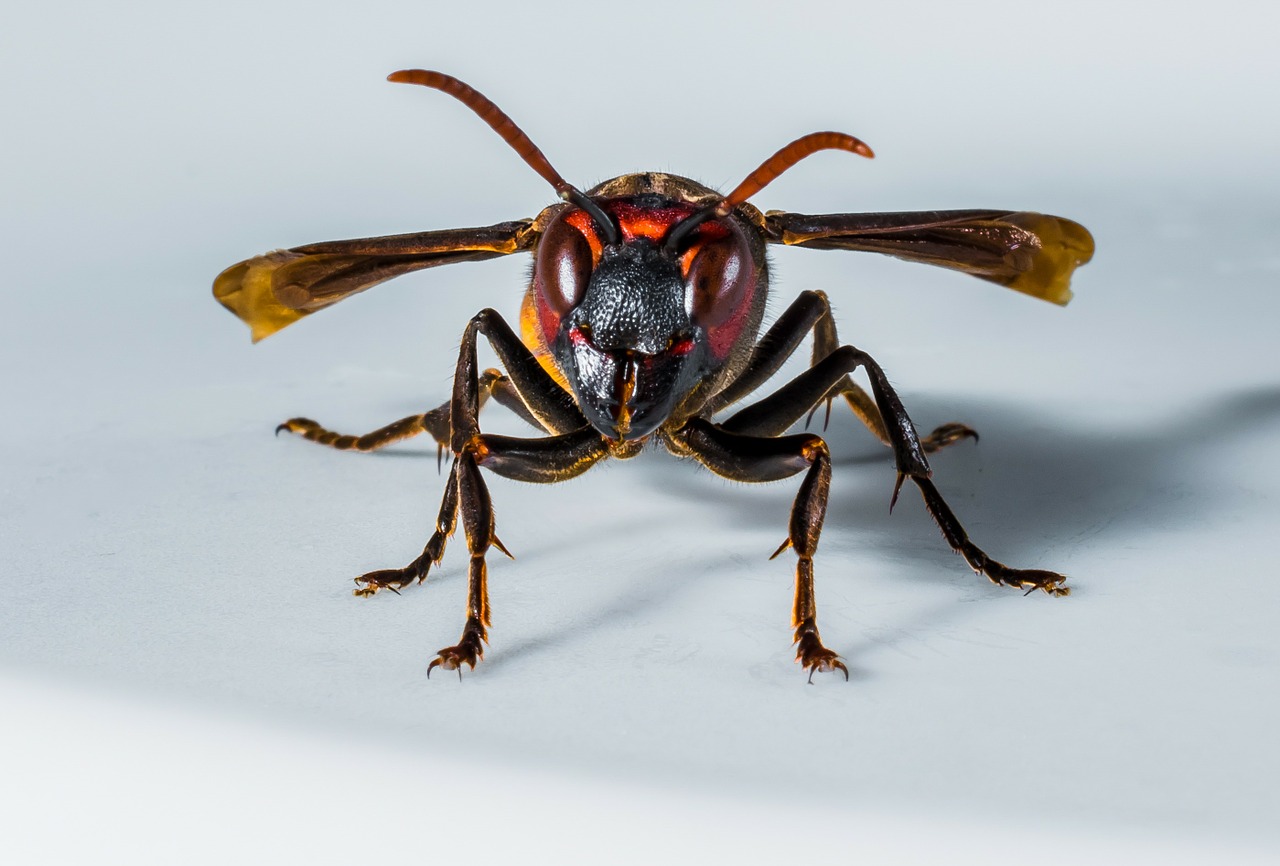 hornet wasp insect free photo