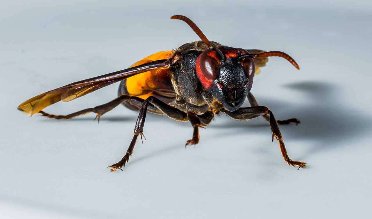 hornet wasp insect free photo