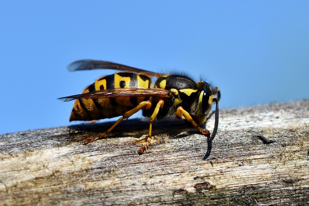 hornet  insect  wasp free photo