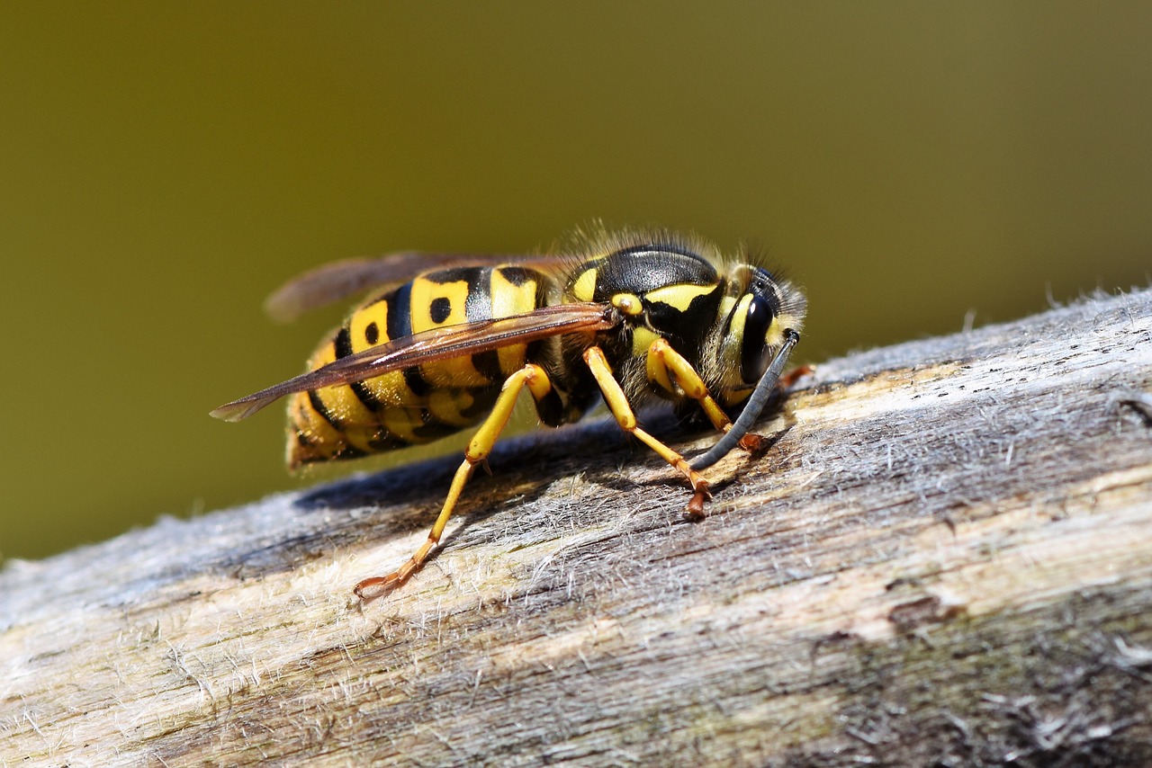 hornet  wasp  insect free photo