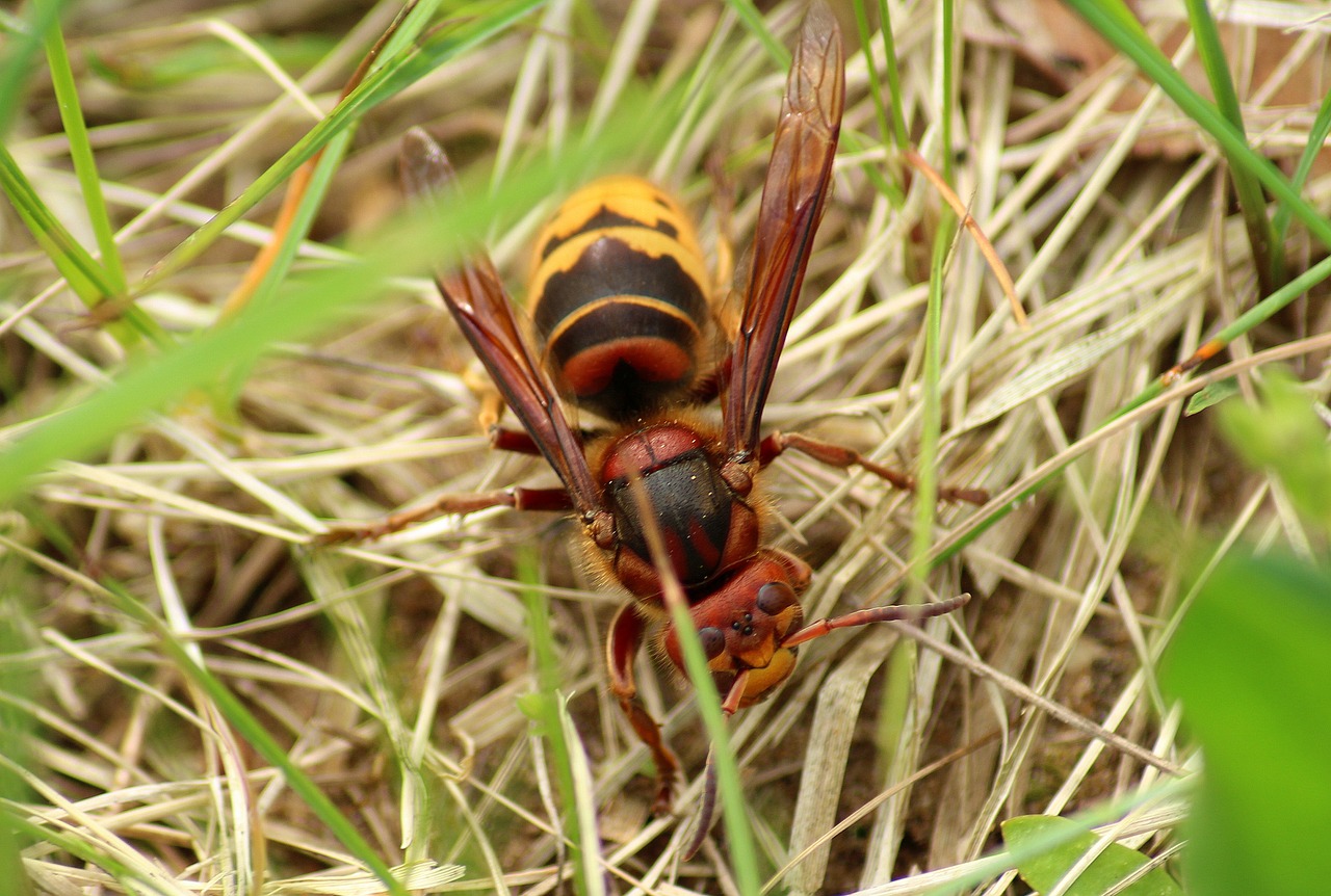 hornet  insect  winged insects free photo