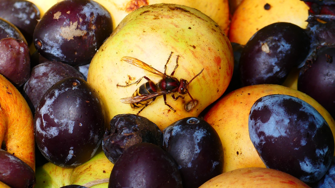 hornet  insect  wasp free photo