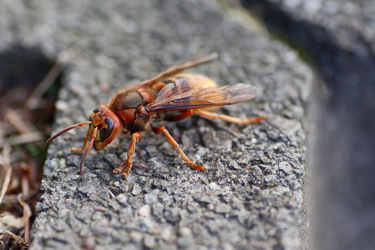 hornet  insect  close up free photo