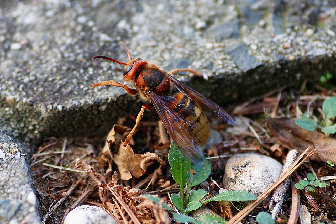 hornet  insect  macro free photo