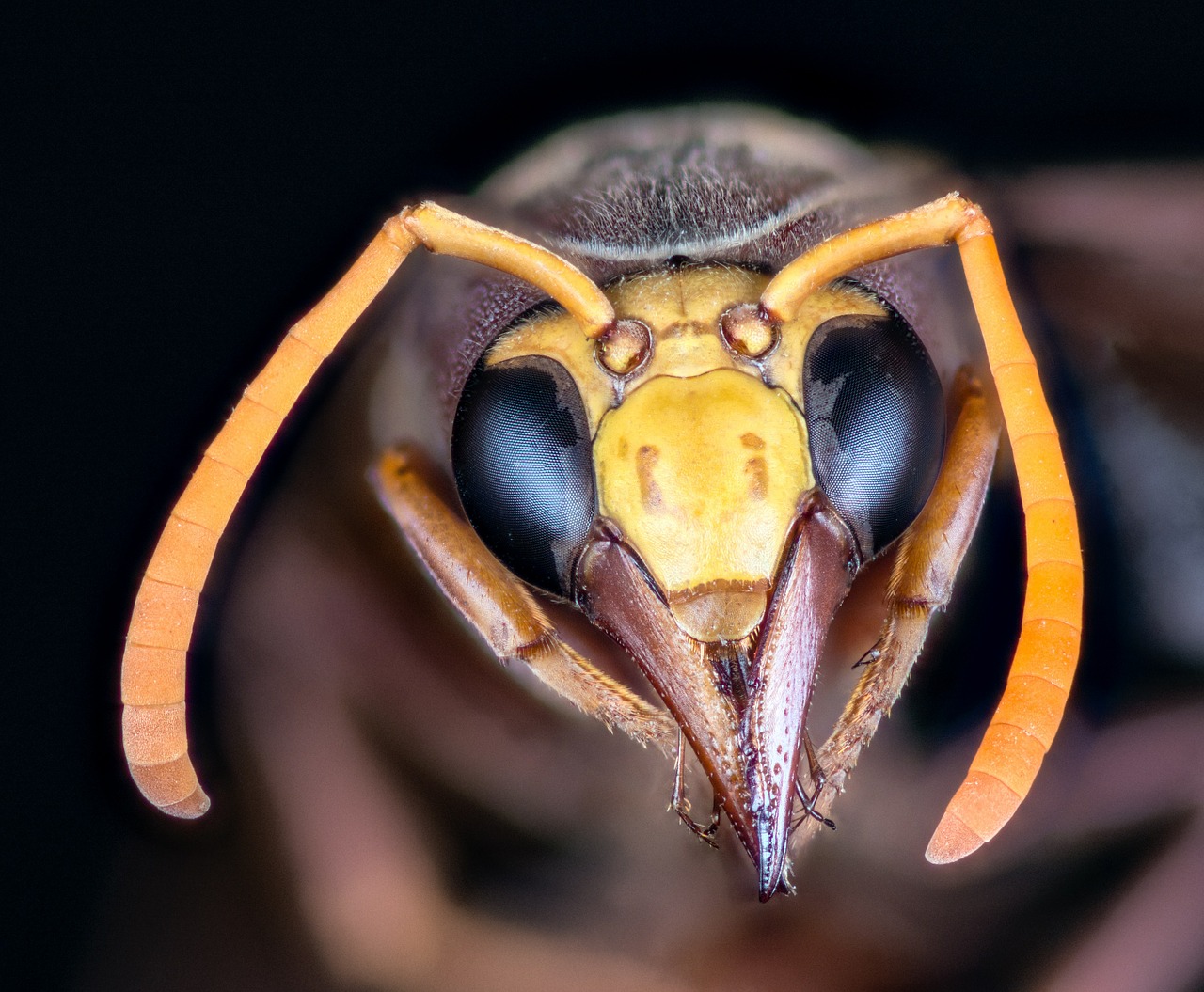 hornet insect macro free photo