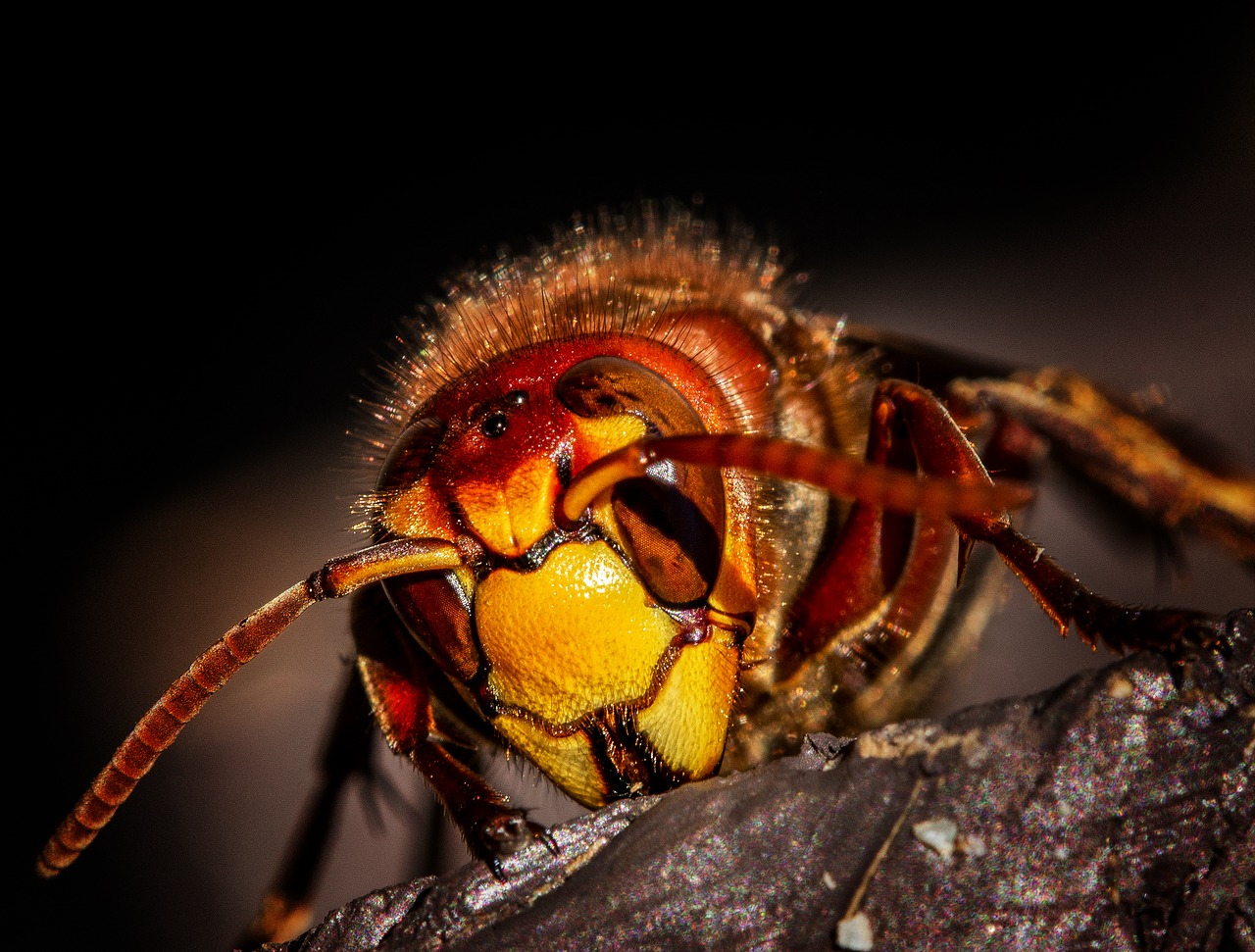 hornet  hornets  wasps free photo