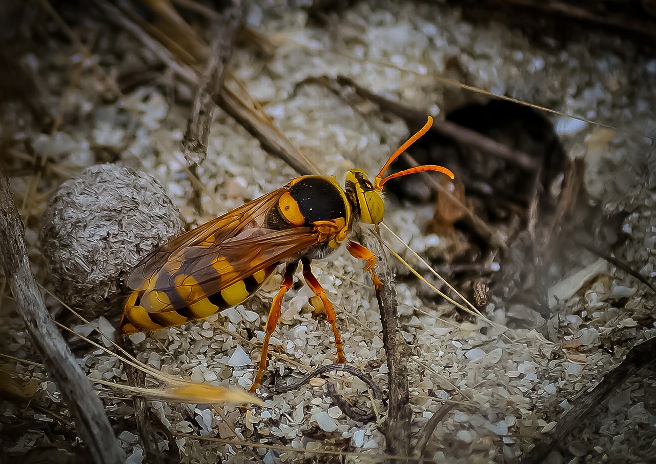 hornet wasp insect free photo