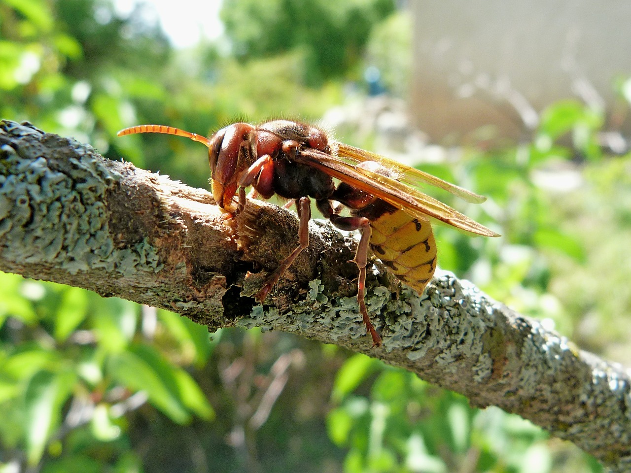 hornet insects nature free photo